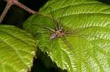 Philodromus_aureolus_D4980_Z_88_Les Gris_Frankrijk